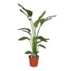 Strelitzia Nicolai, In 24cm-pot 130-160cm Hoog -Bastar Barbecues Winkel strelitzia nicolai 130 160cm hoog in 24cm pot 600x600 63a2f2ef45557 l