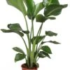 Strelitzia Nicolai, In 19cm-pot 90cm Hoog -Bastar Barbecues Winkel strelitzia nicolai 90cm hoog in 19cm pot 1610309992 l